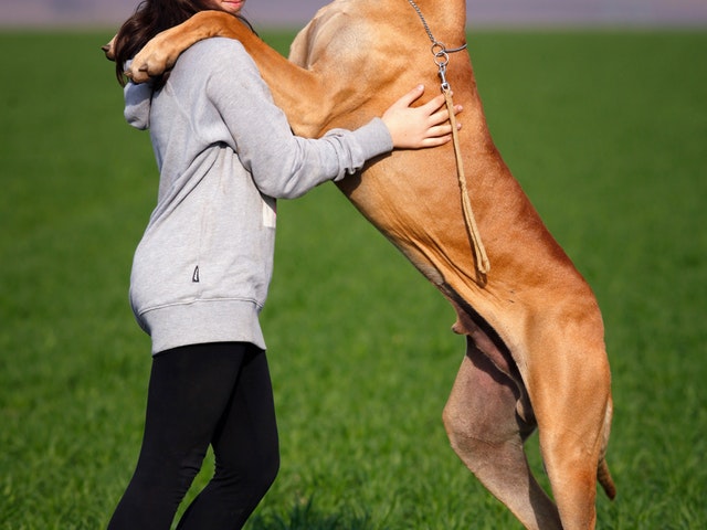 En hundägare med sin hund